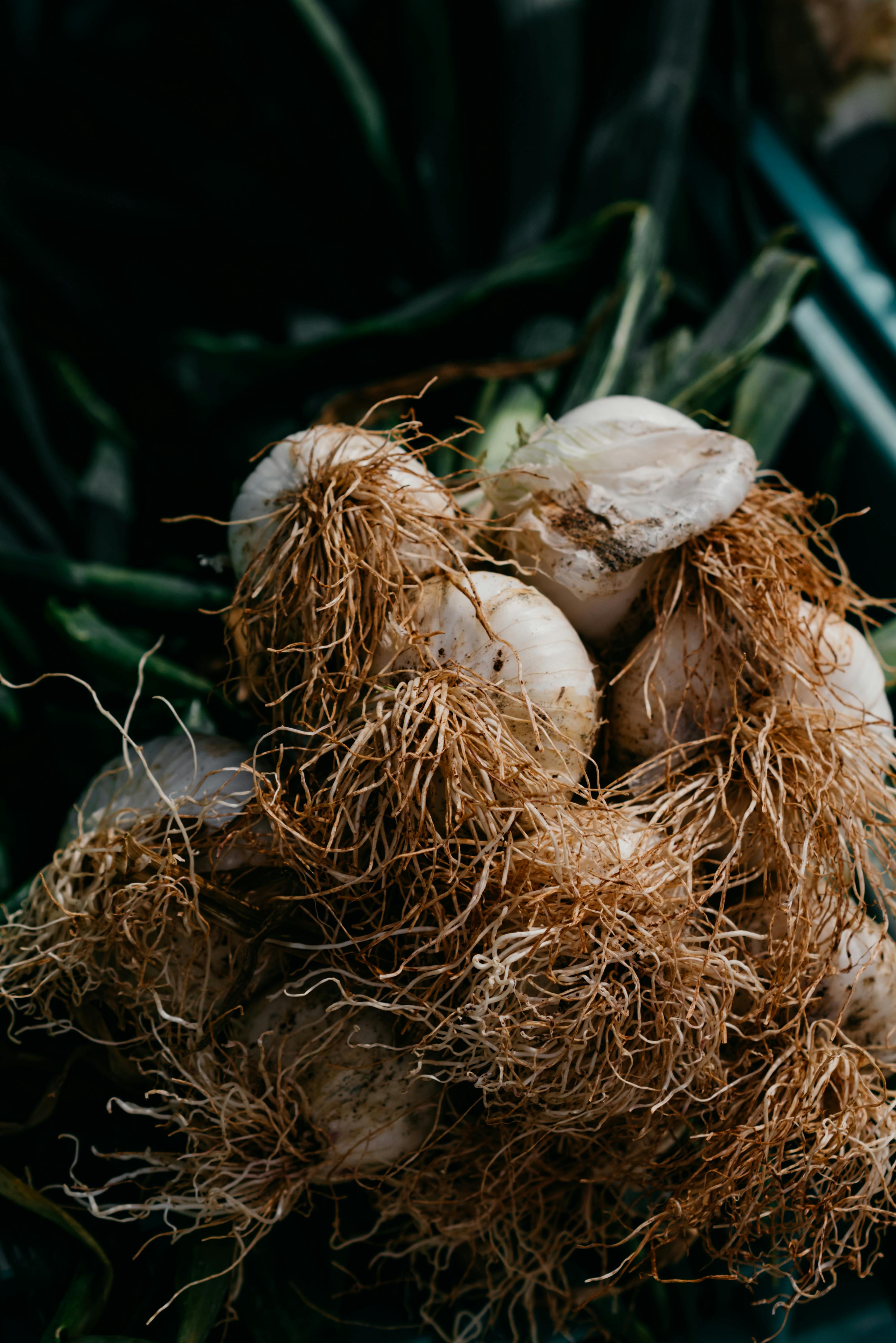 Health Benefits of Burdock Root